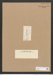 Stauroneis desiderata Cleve (de-Toni-Nr.: Genus 6, Species 928) Zeichnungen Sammlung Grunow Nr. 1787 (NHMW-BOT-W0368690)